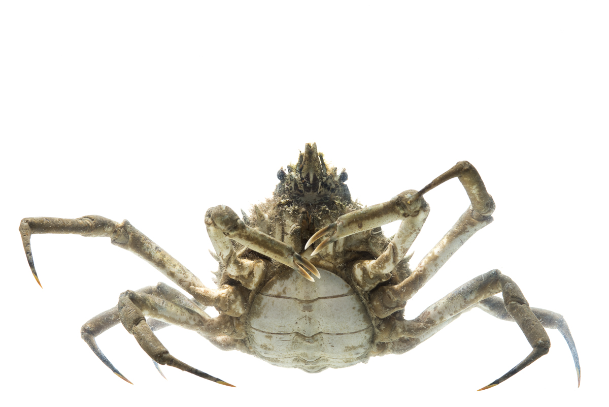 crab spider florida