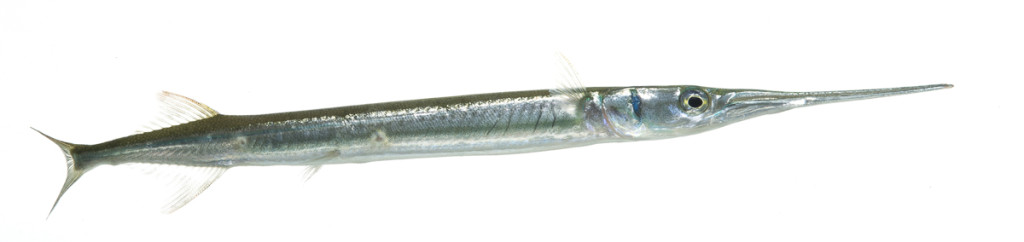 redfin-needlefish