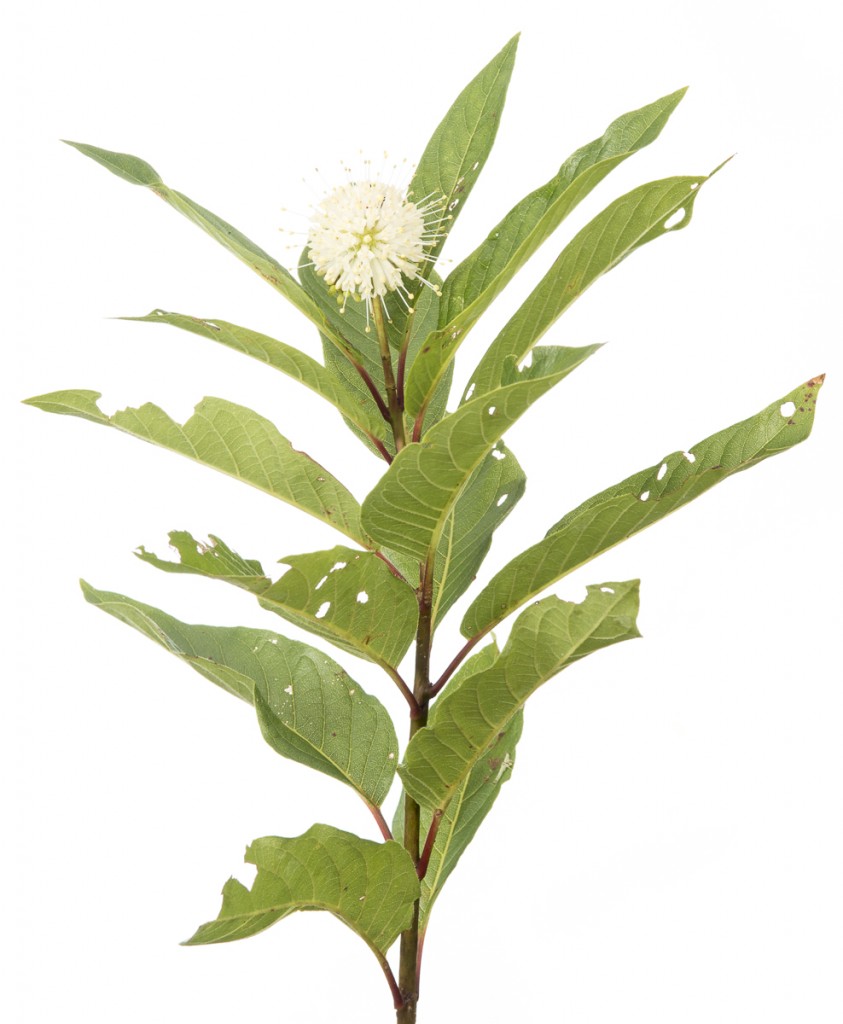 common-buttonbush