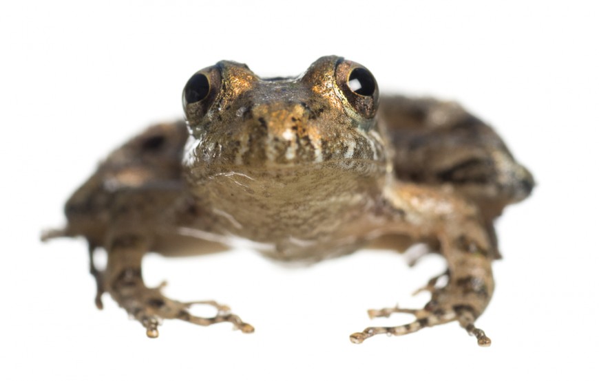 Florida Cricket Frog