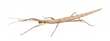 Two-striped Walkingstick