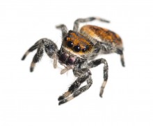 Regal Jumping Spider