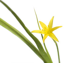 Fringed Yellow Star-grass