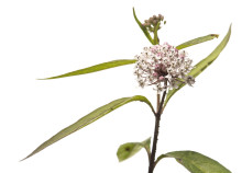 Swamp Milkweed