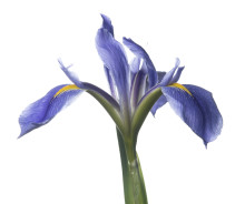 Dixie Iris