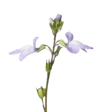 Canada Toadflax