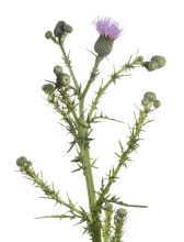 Nuttall’s Thistle