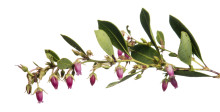 Fetterbush Lyonia