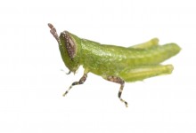 Wingless Florida Grasshopper