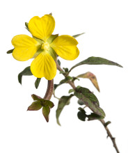 Mexican Evening-Primrose