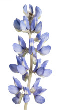 Oak Ridge Lupine