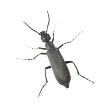 Florida Blister Beetle