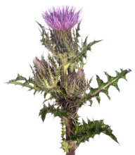 Yellow Thistle