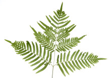 Western Brakenfern