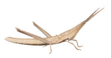 Long-headed Toothpick Grasshopper