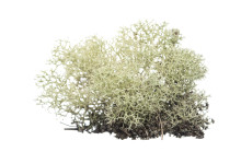 Dixie Reindeer Moss