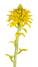 Yellow Milkwort