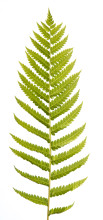 Virginia Woodfern