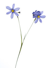 Narrowleaf Blue-eyed Grass