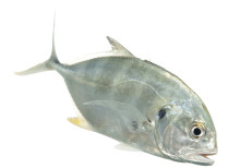 Crevalle Jack