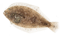 Channel Flounder