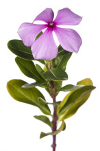 Madagascar Periwinkle