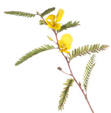 Partridge Pea