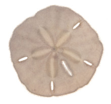 Keyhole Sand Dollar