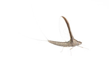 Small Minnow Mayfly species