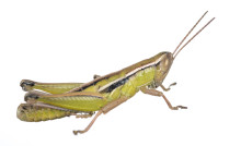 Linear-winged Grasshopper