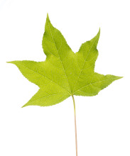 Sweetgum