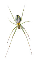 Orchard Orbweaver