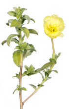 Seabeach Evening Primrose