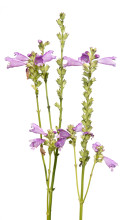 Eastern False Dragonhead