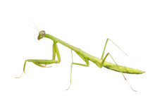 Carolina Mantis