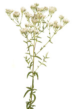 Mohr’s Thoroughwort