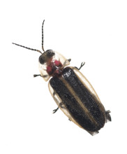 Florida Intertidal Firefly