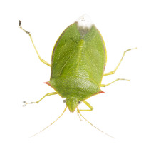 Spined Green Stink Bug