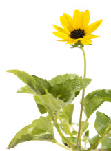 Cucumberleaf Sunflower