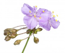 Florida Scrub Roseling