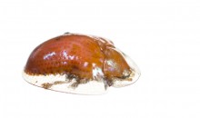 Golden Tortoise Beetle