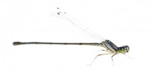 Fragile Forktail