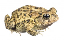 Southern Toad