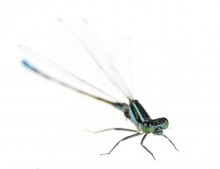 Rambur’s Forktail