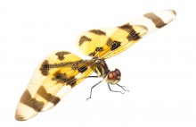 Halloween Pennant