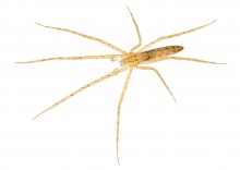 Nursery Web Spider species