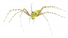 Green Lynx Spider