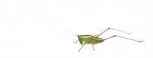 Wingless Meadow Katydid