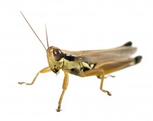 Atlantic Grasshopper