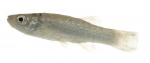 Gulf Killifish